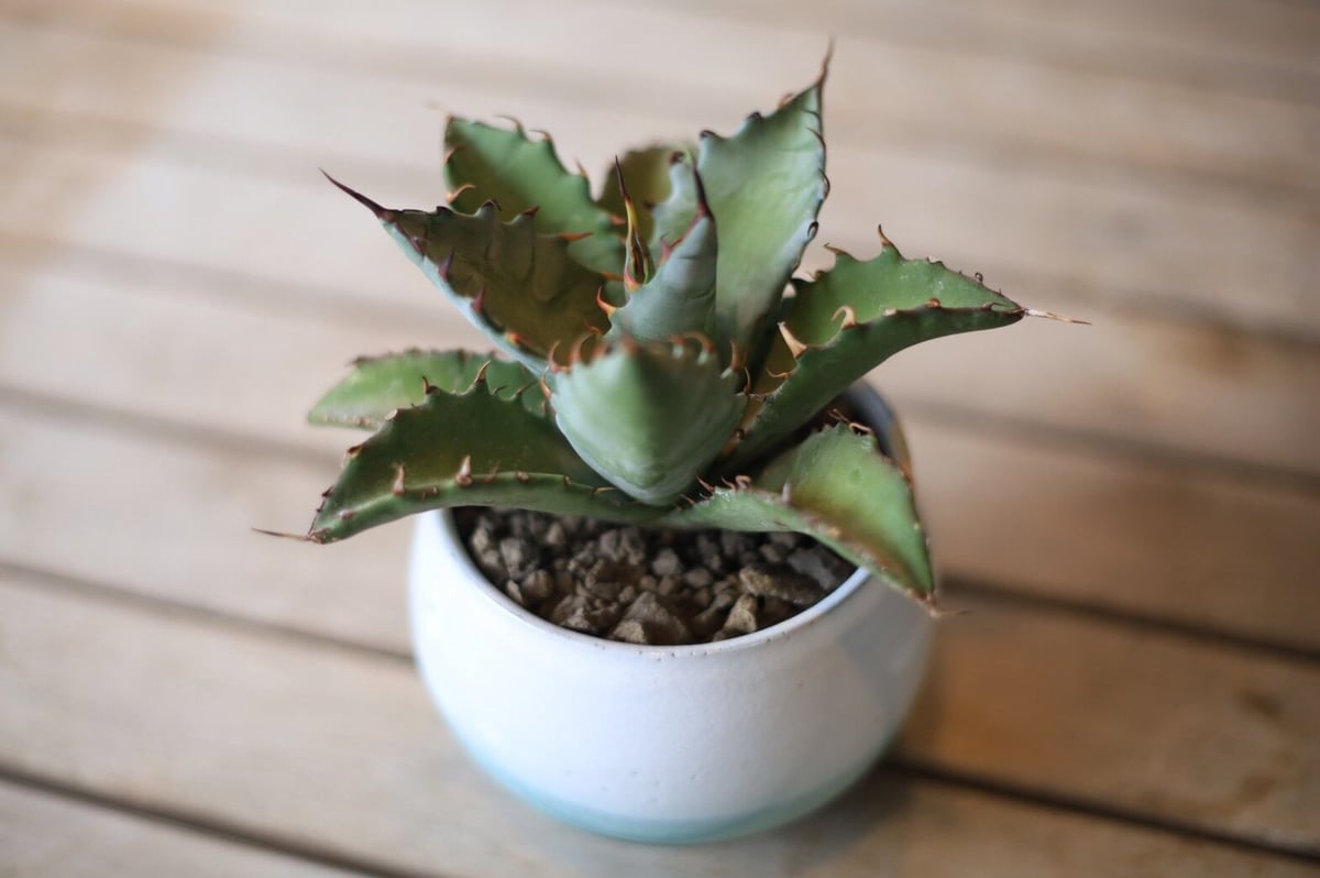 アガベ ハイブリット (チタノタ×マルガリータ) Agave hybrid