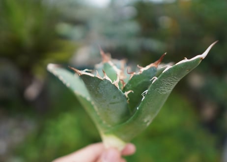 Agave titanota 白鯨 C NO.4