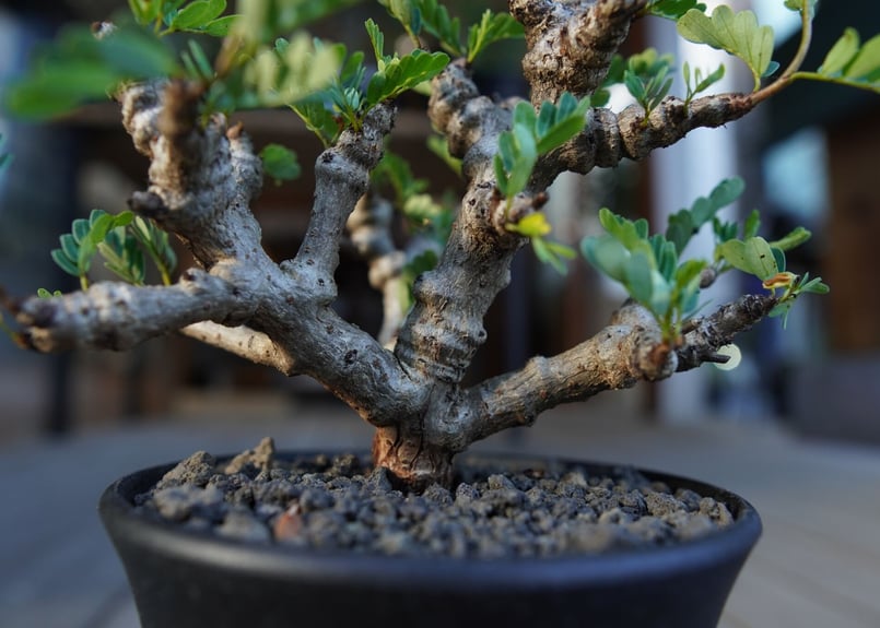 センナ メリディオナリス Senna meridionalis | mana's farm:塊