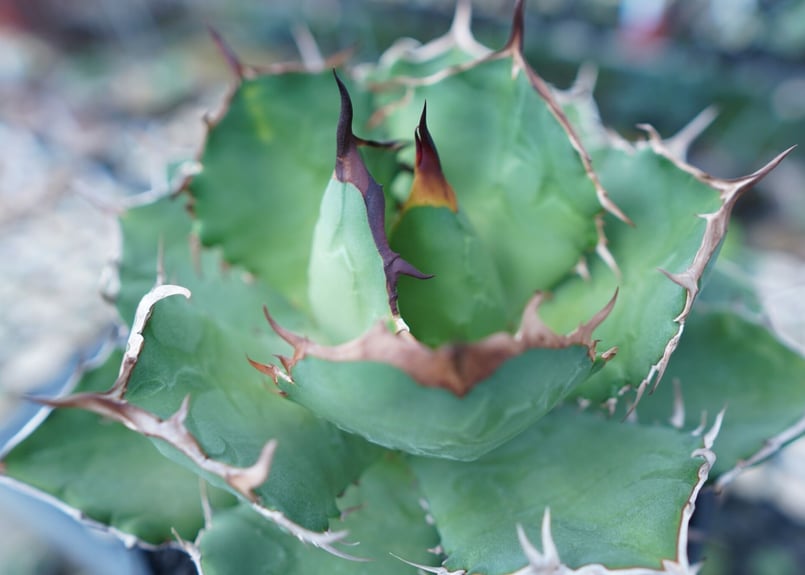 アガベ チタノタ FO-76 agave titanota FO-76 No.1 | man