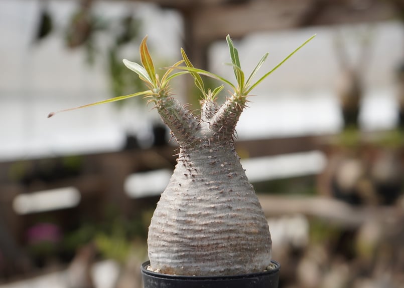 塊根植物、グラキリス、アデニウムセット パキポディウム グラキリス No.21 | mana's farm:塊根植物・アガベ