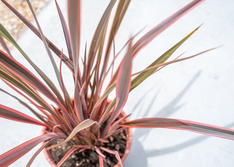 ニューサイラン | mana's farm:塊根植物・アガベ・ドライガーデン植物