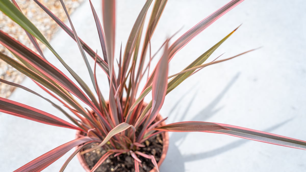 ニューサイラン1.1m大株 楽天市場】ニューサイラン 大株（花・ガーデン・DIY）の通販