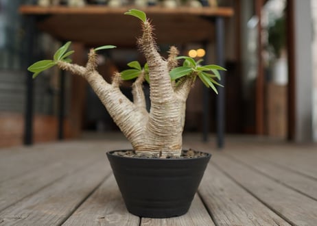 パキポディウム マカイエンセ　Pachypodium makayense