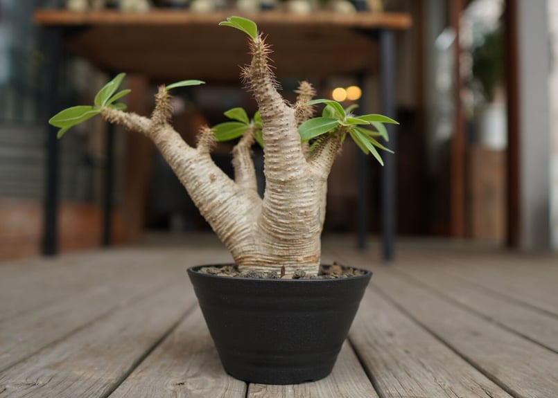 パキポディウム マカイエンセ Pachypodium makayense | mana's f
