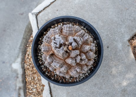 【長谷川園芸産】亀甲竜　Dioscorea elephantipes　６寸