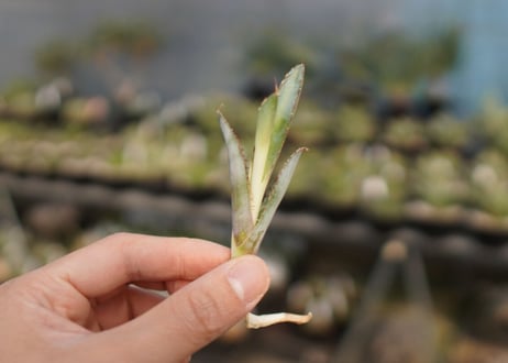 Agave titanota 'black and blue'　カキ子　No.1