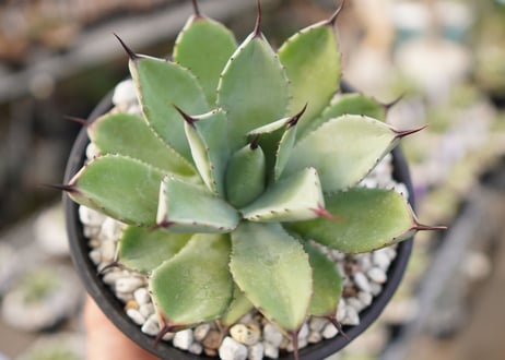 Agave Potatorum×Macroacantha　”八荒雷神”　No.1