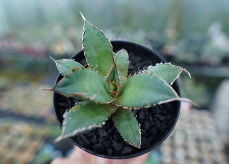 アガベ　チタノタ　FO-76　Agave titanota  FO-76　No.10