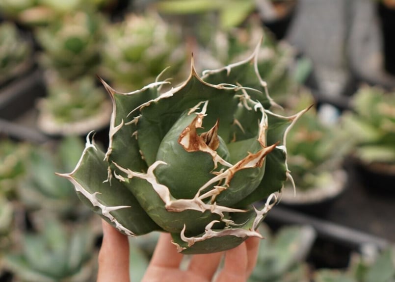 アガベ チタノタ 白鯨 NO.11 | mana's farm:塊根植物・アガベ