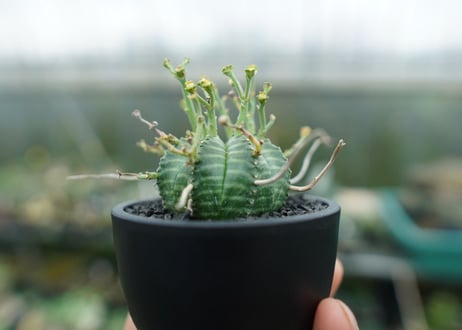 ユーフォルビア　バリダ　Euphorbia valida　No.1