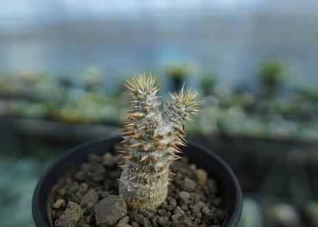 パキポディウム　伊藤ハイブリッド　Pachypodium 'Itoh Hybrid'  No.1