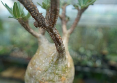 パキポディウム　グラキリス　 Pachypodium Gracilius  No.8