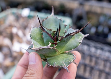 Agave titanota hades No.2
