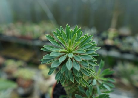 ユーフォルビア　ソテツキリン "パイナップルコーン"　Euphorbia sotetsukirin  No.2