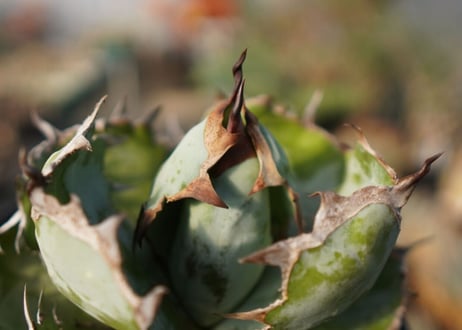 agave titanota ブラック＆ブルー　No.8