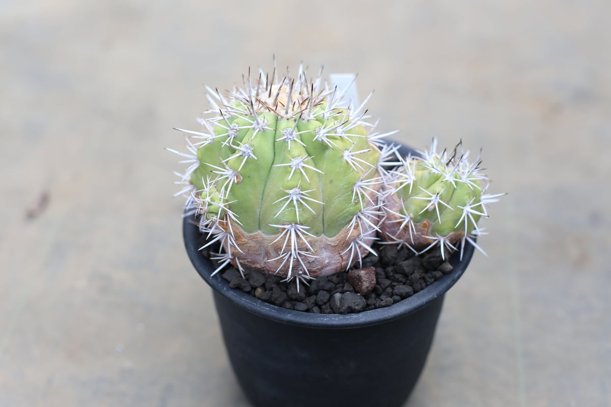 コピアポア 豪槍丸 マレッティアーナ | mana's farm:塊根植物・アガベ