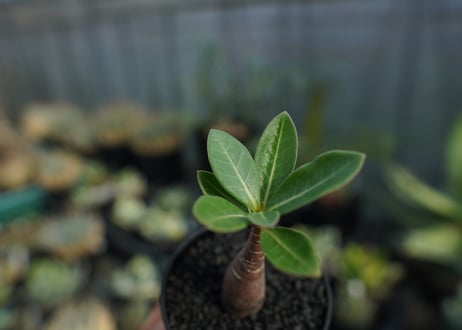 アデニウム　Adenium  No.1