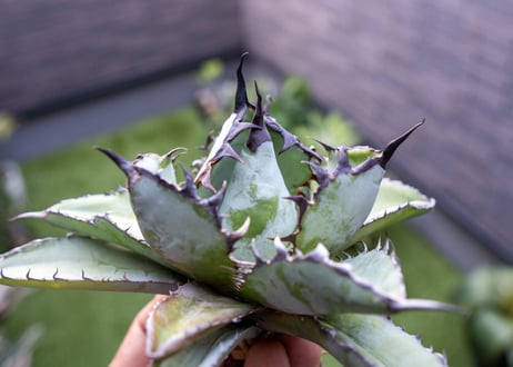Agave B&B C NO.1