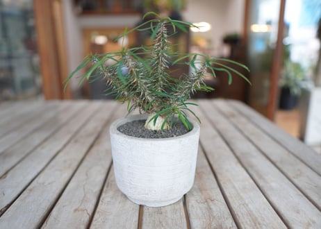 ユーフォルビア　 ロッシー Euphorbia rossii