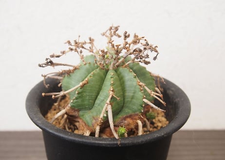 ユーフォルビア・バリダ　Euphorbia valida 　仔吹き
