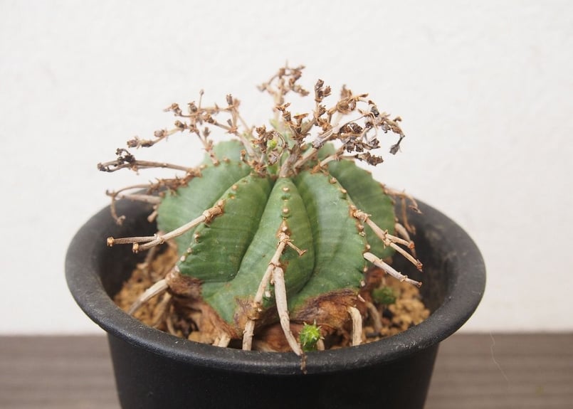 ユーフォルビア・バリダ Euphorbia valida 仔吹き | mana's farm