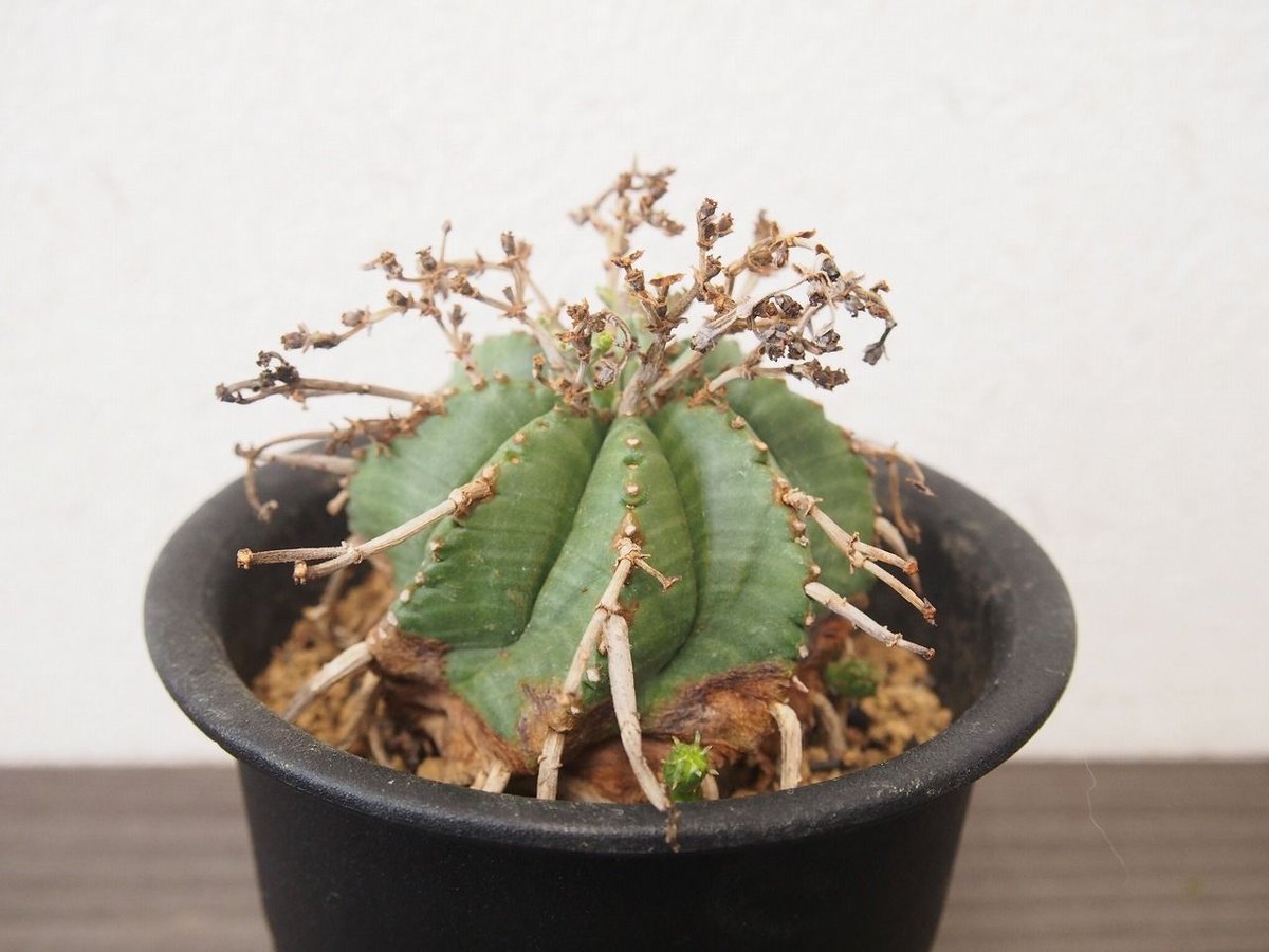 ユーフォルビア・バリダ Euphorbia valida 仔吹き | mana's farm