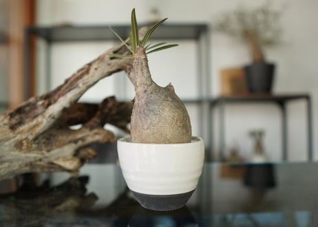 パキポディウム　グラキリス　 Pachypodium Gracilius