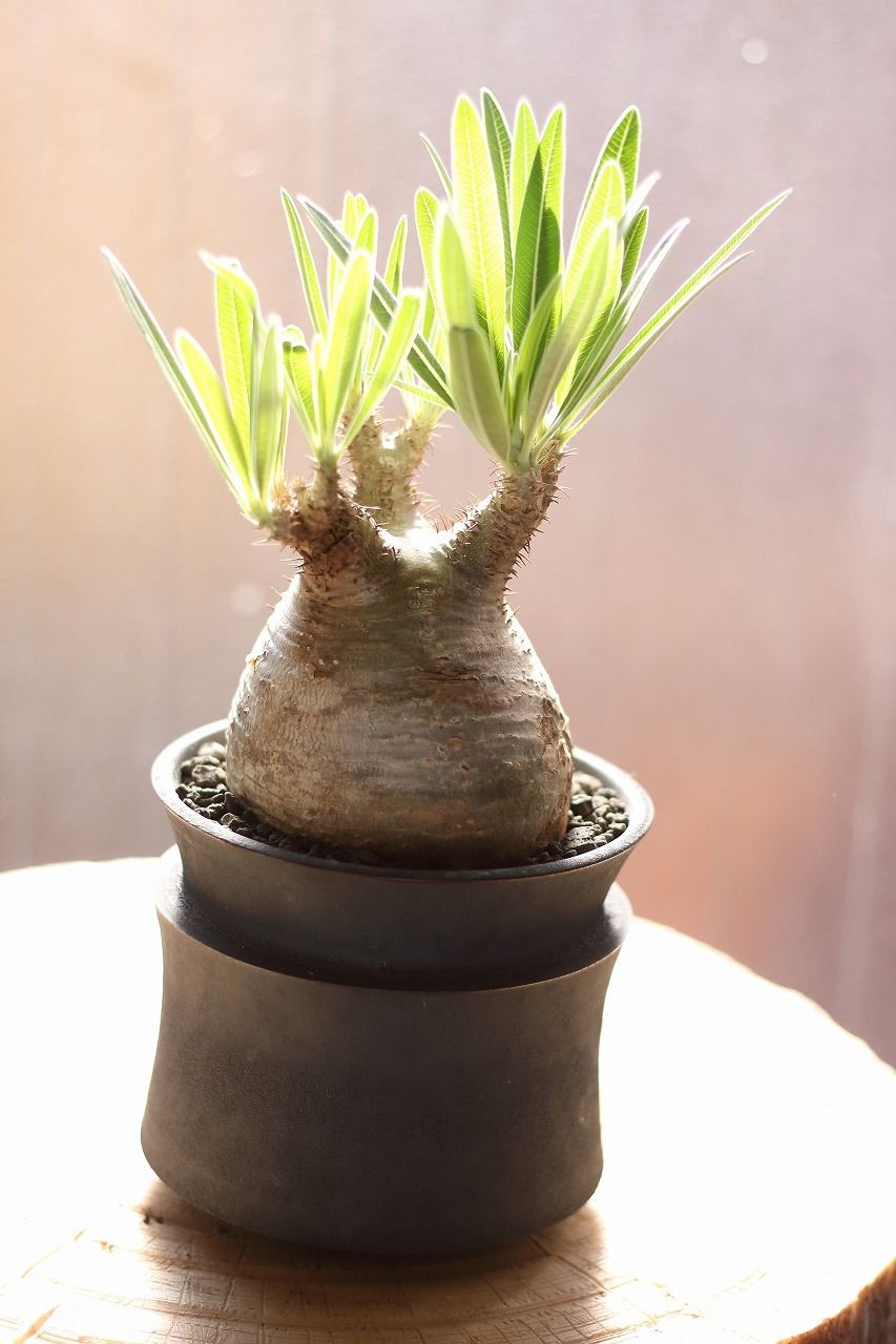 【直接取引のみ】［発根済］超特大グラキリス パキポディウム グラキリス raw life factory pot | mana's far