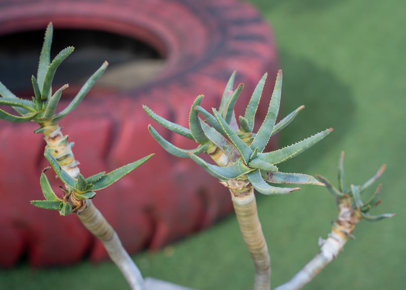 アロエ ラモシシマ | mana's farm:塊根植物・アガベ・ドライガーデン