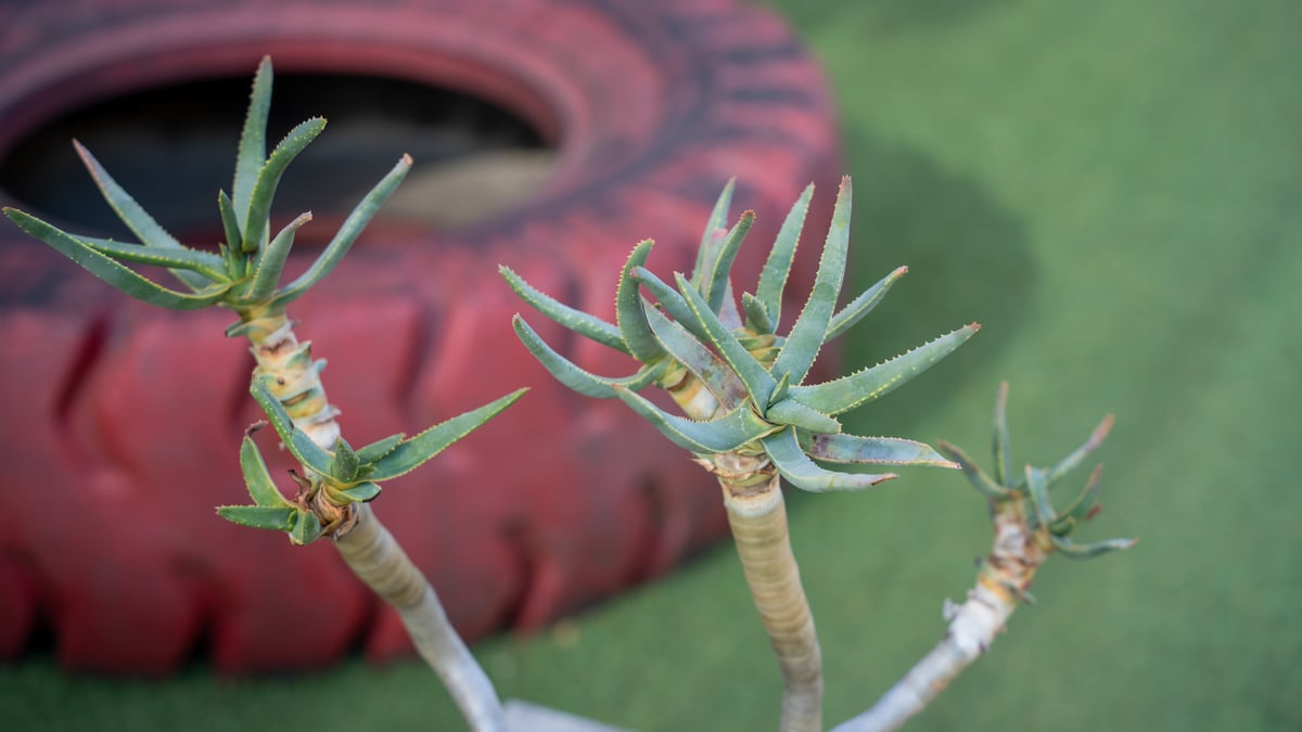 アロエ ラモシシマ 優良株！ 観葉植物 アガベ アロエ ラモシシマ 優良