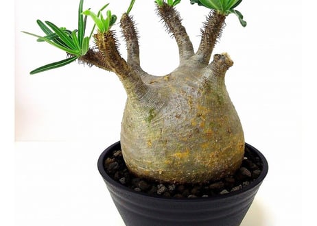 Pachypodium Gracilius パキポディウム  グラキリス  №6