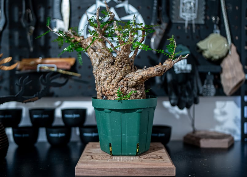 オペルクリカリア パキプス Operculicarya pachypus No.1 | man