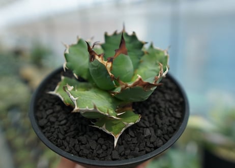アガベ　チタノタ　姫厳龍　Agave titanota dwarf