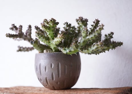 Edithcolea grandis