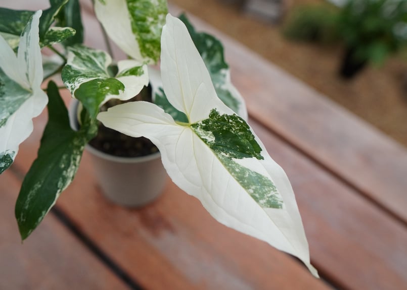 シンゴニウム フレンチマーブル | mana's farm:塊根植物・アガベ