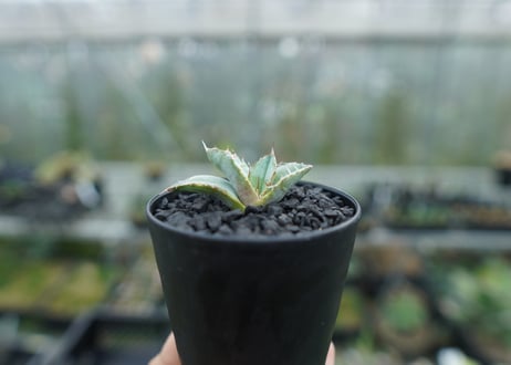 アガベ　チタノタ　ホワイトアイス 　agave titanota whiteice