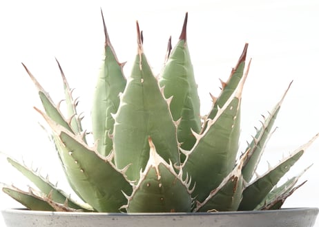 Agave purpusorum syn A horrida ssp perotensis