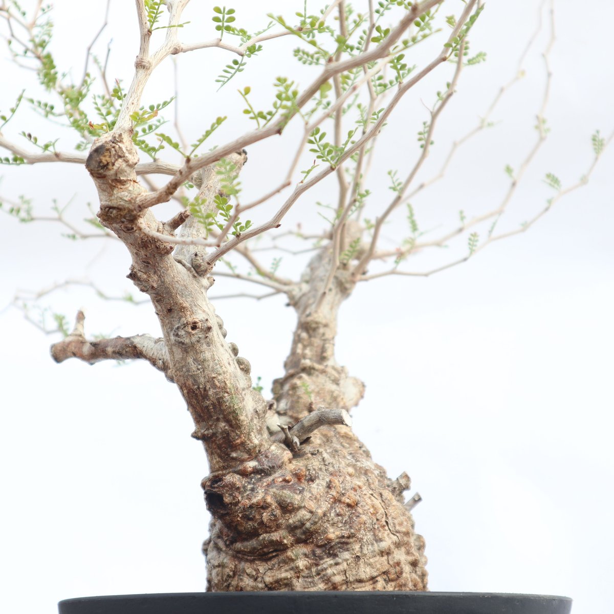 オペルクリカリア パキプス no.4 | mana's farm:塊根植物・アガベ