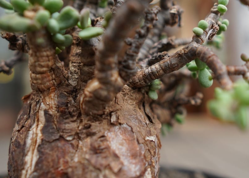 ケラリア ピグマエア Ceraria pygmaea | mana's farm:塊根植