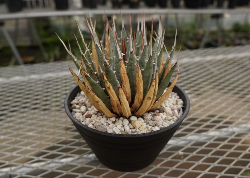 Agave utahensis シワシワ 希少株 陽炎 大株 ユタエンシス SALE】ユタ