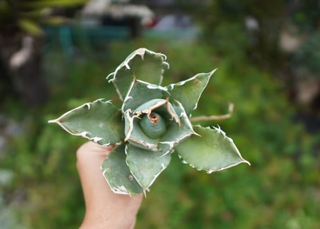 Agave titanota 白鯨 A NO.3