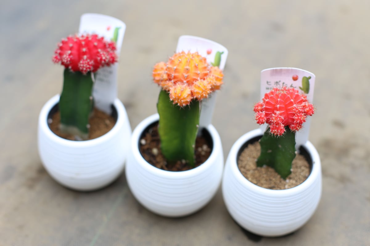 アガベ　塊根植物　育成セット(バラ売り不可) 楽天市場】[ アガベ ハクセンコウ 白閃光 竜舌蘭 Sサイズ @4000