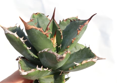 Agave titanota FO-76 dwarf  compacta  no.4