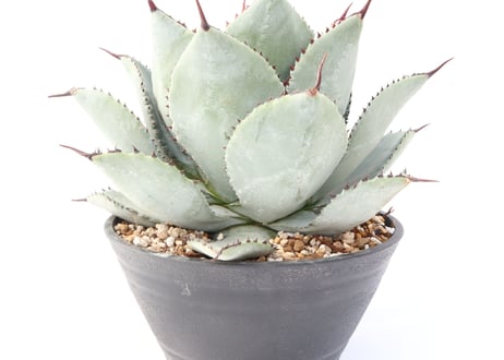 Agave pygmaea 'Dragon Toes'