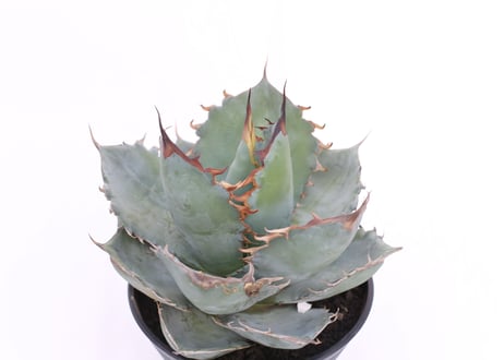 Agave titanota White Ice  　№７
