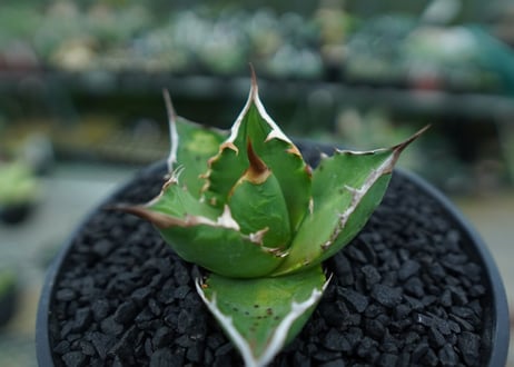 アガベ　チタノタ 　Agave titanota　No.8