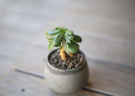 オトンナ　ツベローサ　Othonna tuberosa