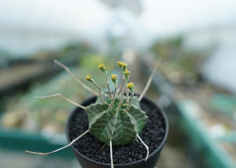 ユーフォルビア　バリダ　Euphorbia valida