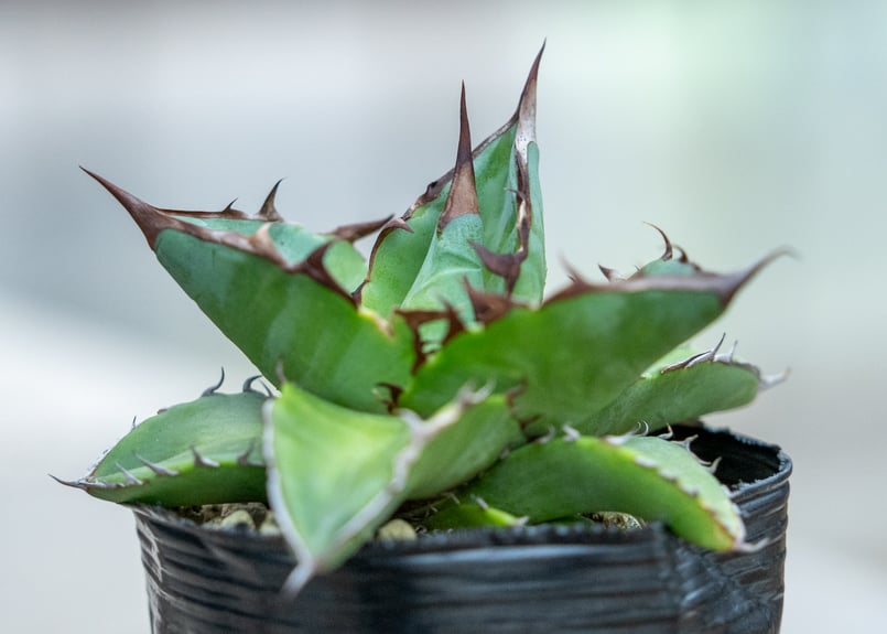 アガベ チタノタ ブルー 沖縄実生 | mana's farm:塊根植物・アガベ